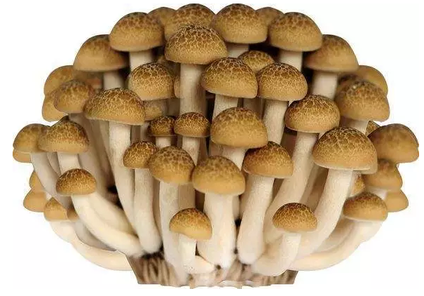 http://www.japetm.cn/ewebeditor/uploadfile/20170914091421667001.png
