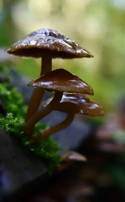 國(guó)家蘑菇地理：中國(guó)哪里的蘑菇最好吃？