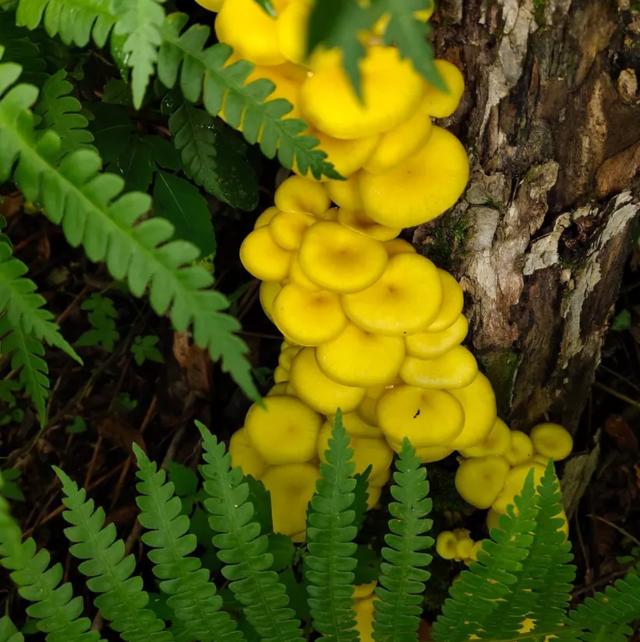 國(guó)家蘑菇地理：中國(guó)哪里的蘑菇最好吃？