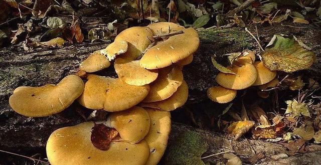 國(guó)家蘑菇地理：中國(guó)哪里的蘑菇最好吃？