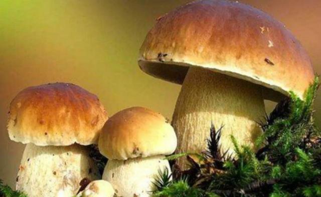 國(guó)家蘑菇地理：中國(guó)哪里的蘑菇最好吃？