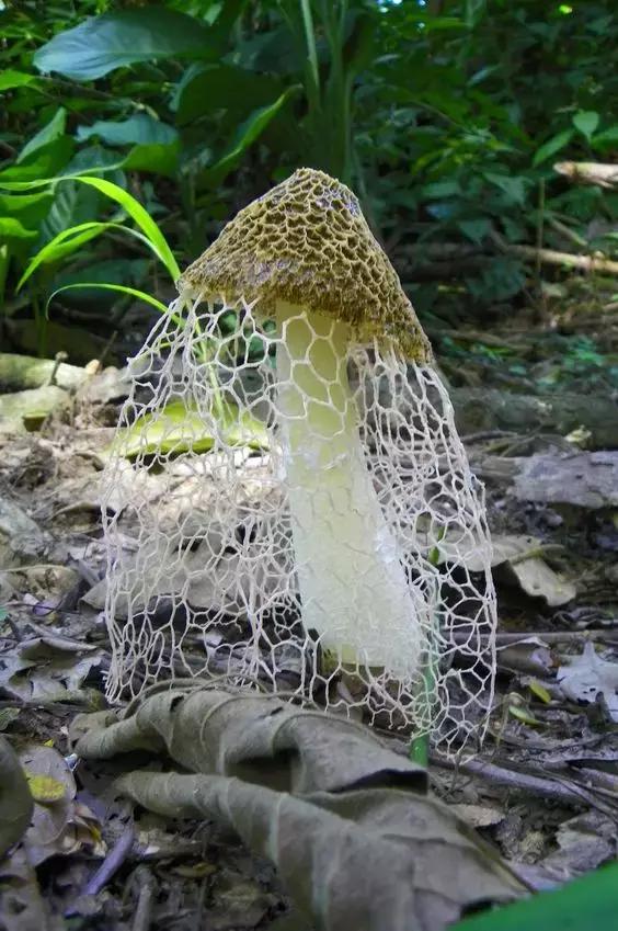 國(guó)家蘑菇地理：中國(guó)哪里的蘑菇最好吃？
