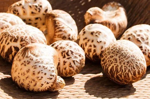 國(guó)家蘑菇地理：中國(guó)哪里的蘑菇最好吃？